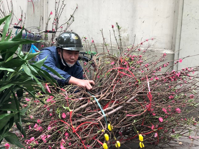 Đào vụn, cành nhỏ cắm bàn thờ giá chỉ vài chục nghìn. Tiểu thương vận chuyển từng bó lớn đến các chợ dân sinh trung tâm thành phố trong ngày 29 Tết.
