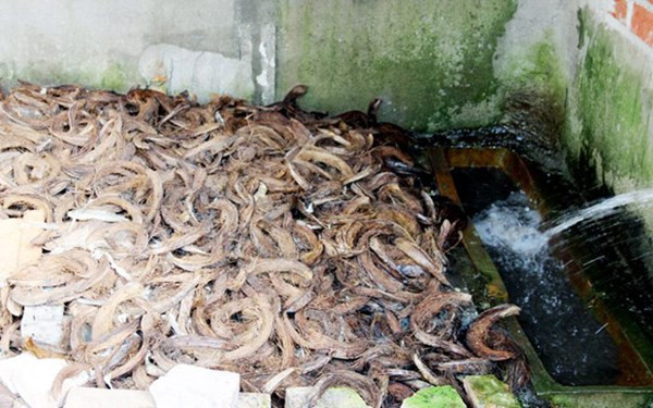Trong mỗi chuồng rắn hổ đất có khoảng 300 con. Nuôi một năm, rắn đạt trọng lượng khoảng 1,5-2 kg/con. Mới đây, anh Vũ xuất bán 2 chuồng được 700 triệu đồng (giá rắn 900.000 đồng/kg). Anh tiết lộ, trong khoảng 1,5 tỷ đồng thu về, trừ chi phí thu lãi khoảng 600-700 triệu đồng.