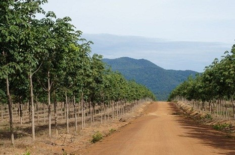 Riêng tại Attapeu diện tích cao su của bầu Đức lên đến 25.000 ha, trong đó có 4.000 ha đã bắt đầu khai thác. Ảnh: VTC News.