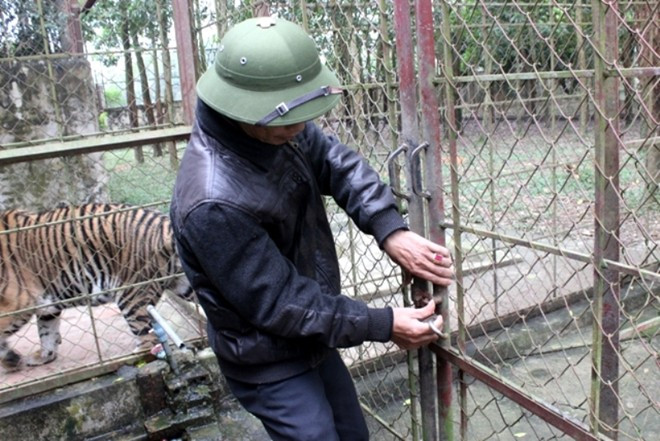 Dù xa khu dân cư, nhưng người dân vẫn lo lắng vì hiểm họa mà đàn hổ gây ra là khôn lường vì khu vực nuôi nhốt hiện chỉ cách đê Cầu Chày khoảng 300 m. Nếu đê vỡ, nước tràn vào thì nguy cơ hổ thoát ra ngoài là rất lớn.
