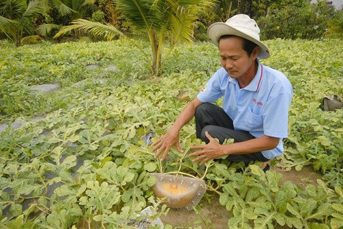 Ông Trần Thanh Liêm ở quận Bình Thủy, thành phố Cần Thơ, người đầu tiên tạo hình thành công loại dưa hấu vuông, dưa hấu hình ô tô... cho biết, Tết năm nay, gia đình ông dự kiến chuẩn bị khoảng 100 cặp dưa hấu hình vuông, 500 cặp dưa thỏi vàng. Theo ông Liêm, dưa hấu trồng khoảng 2 tháng 15 ngày có thể thu hoạch. Để tạo dáng cho quả dưa theo ý muốn thì khi xuống giống khoảng 25 ngày, lúc dưa bắt đầu ra trái, ông đã chọn quả, cho vào khuôn, tạo dáng dần dần.