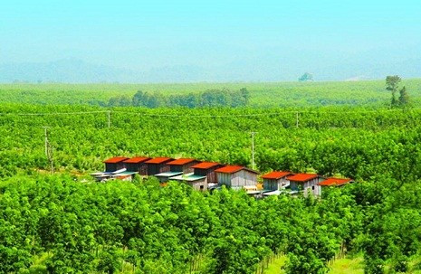 Những cánh rừng cao su bạt ngàn quanh năm xanh lá do được tưới bằng công nghệ tưới nhỏ giọt bù áp Israel nên cho mủ quanh năm. Ảnh: VTC News.