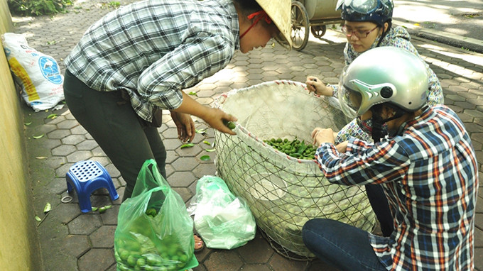 Người dân bán sấu hái được ngay dưới gốc cây.