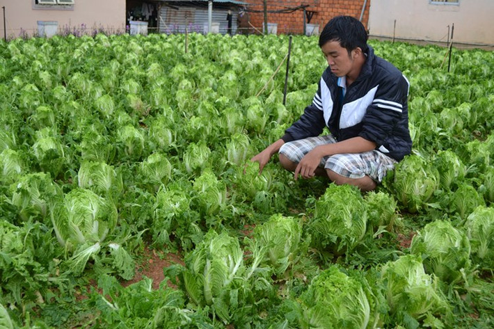 Mưa đá kéo dài hơn một giờ đồng hồ gây thiệt hại hàng chục hecta hoa màu, nhà kính của người dân, ước tính thiệt hại ban đầu lên tới nhiều tỷ đồng.