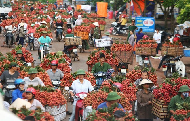 Năm nay là năm bội thu của một số loại hoa quả như: vải thiều, dưa hấu, cà chua, thanh long, hành tây, ớt... Tuy nhiên, nghịch lý là giá những mặt hàng này bèo bọt chỉ vài nghìn đồng/kg. Nhiều nơi, nông dân đã phải nhổ bỏ cây trồng để đổi hướng kinh doanh.