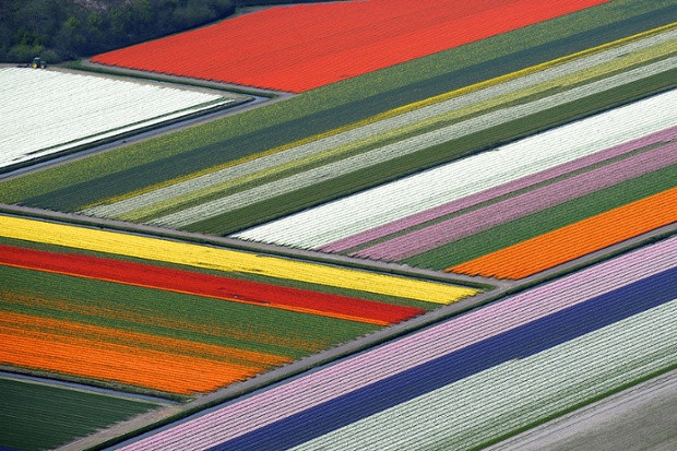 Những cánh đồng hoa tulip nở rộ với nhiều màu sắc rực rỡ như cầu vồng ở Hà Lan.