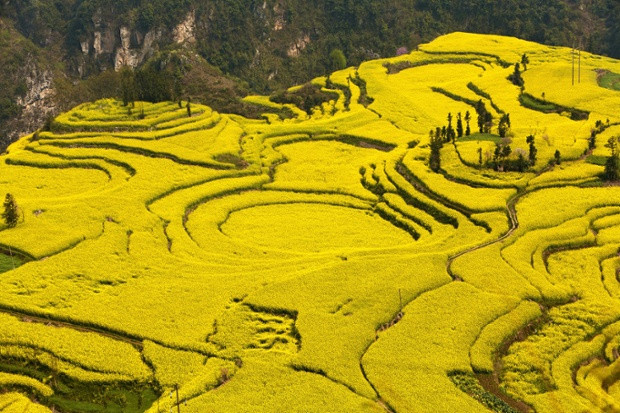 Những cánh đồng cây mù tạc vàng ruộm ở Vân Nam, Trung Quốc.