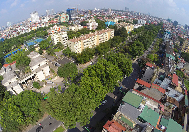 Hơn 200 cây xanh không đúng chủng loại cây đô thị, cây cong nghiêng, sâu mục gây mất an toàn giao thông trên tuyến huyết mạch Kim Mã - Nguyễn Thái Học (Hà Nội) cũng vừa được chặt hạ và thay thế theo hình thức cuốn chiếu hồi cuối tháng 11 và đầu tháng 12 này.
