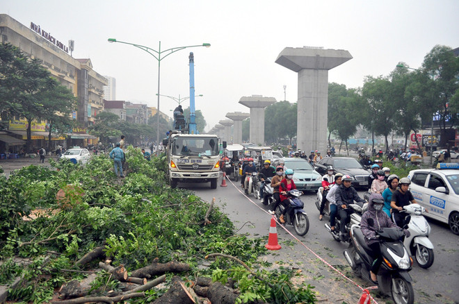 Việc chặt hạ hàng loạt cây xà cừ khiến nhiều người dân ở khu vực này không khỏi xót xa, tiếc nuối. Bà Nguyễn Thị Vân, ở Nguyễn Quý Đức cho biết, ngày nào cũng đi qua tuyến đường này, có hàng cây rợp bóng mát, không khí trong lành và trước đây cả chục năm đã là nơi trú mát vào mỗi buổi trưa hè của nhiều thế hệ người dân nơi đây. "Giờ chặt hạ cả hàng cây đi như thế này không biết bao giờ mới có thể trồng lại được".