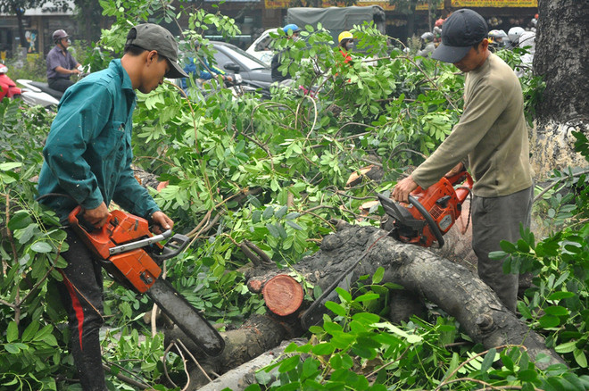 Ngoài việc chặt hạ gần 200 cây lâu năm trên đường này, Sở Xây dựng cũng cấp 4 giấy phép chặt hạ cây để phục vụ xây dựng các nhà ga tuyến đường sắt trên cao Cát Linh - Hà Đông với số lượng là 112 cây và dịch chuyển hơn 90 cây. Việc đốn hạ và dịch chuyển các cây này đã hoàn thành hồi đầu tháng 11.