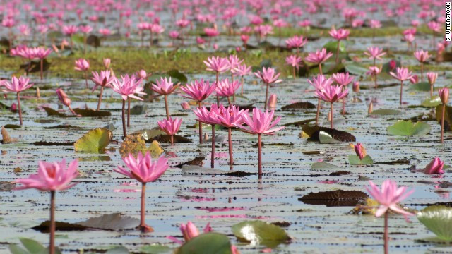 Hàng nghìn bông hóa súng rở rộ vào tháng 10 hàng năm, nhuộm đỏ mặt hồ Nong Harn, Thái Lan.