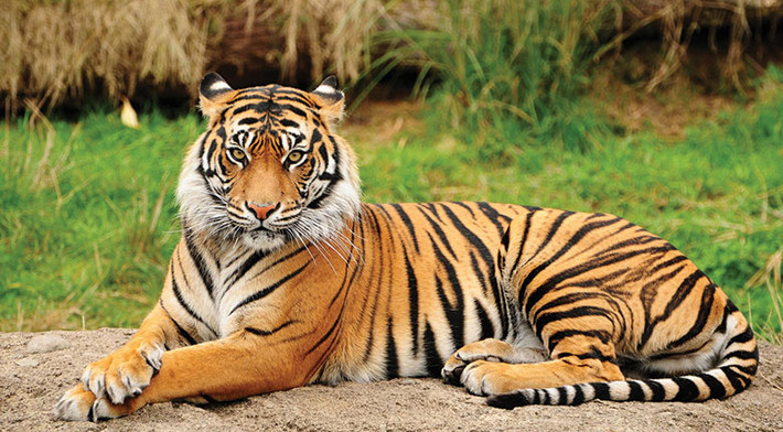 Người tuổi này có thể đưa ra lựa chọn sáng suốt để đạt được thành công trong công việc và sống cuộc sống thú vị hơn. Họ cũng nhận được không ít sự giúp đỡ của các quý nhân để giảm bớt áp lực.