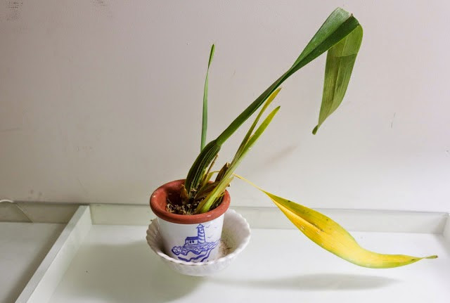 Lúc này, bạn nên thay mới những cây không còn sống. Ngoài ra, việc vật nuôi trong nhà đổ bệnh rồi không qua khỏi cũng là một dấu hiệu không may mắn.