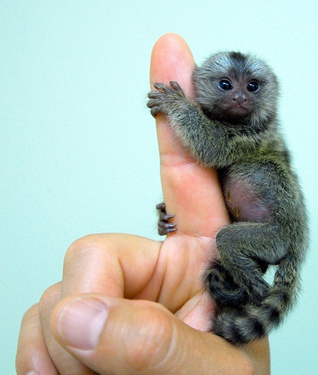 Trong các loài vật nhỏ bé, khỉ Marmoset (nguồn gốc Nam Mỹ) khiến nhiều bạn trẻ phát cuồng và muốn nuôi làm thú cưng. Chiều dài của mỗi con chỉ 18 - 20 cm. Giá bán từ 8.000 - 10.000 USD/con (khoảng 17 - 21 triệu đồng/con).