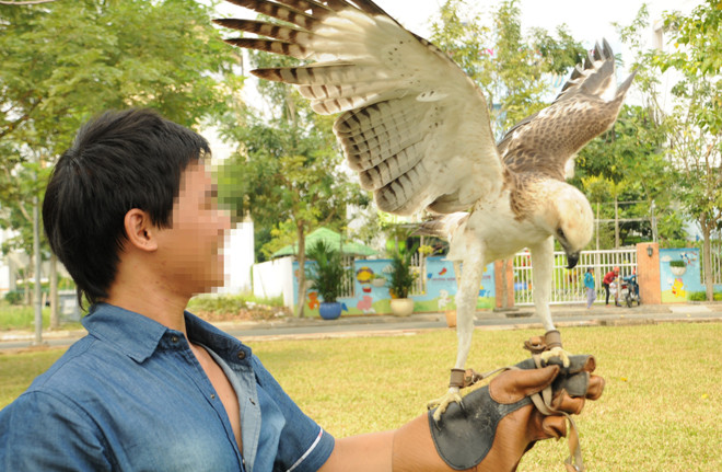 Đại bàng - loài chim có tên trong sách đỏ thời gian gần đây cũng được đem ra mua bán làm cảnh. Giá một con đại bàng nặng khoảng 1,5 kg, sải cánh cỡ 1 m được rao bán với giá 10 triệu đồng/con.