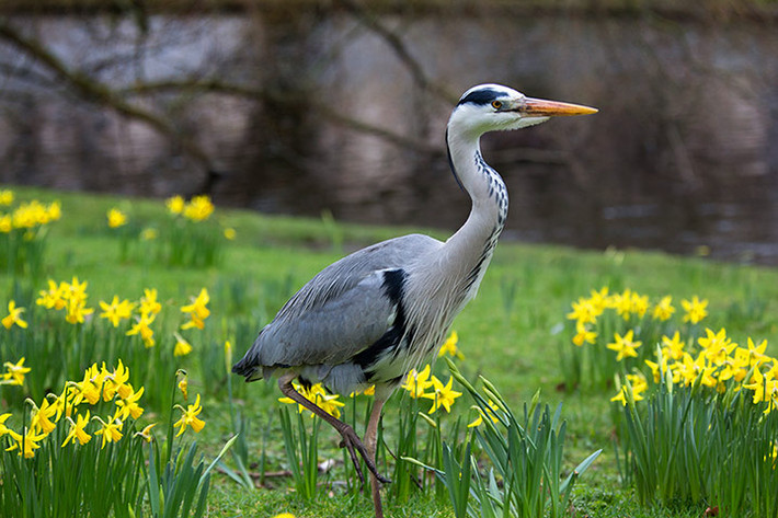 Chim diệc đi giữa những khóm hoa thủy tiên trong công viên Regent's Park, London, Anh.
