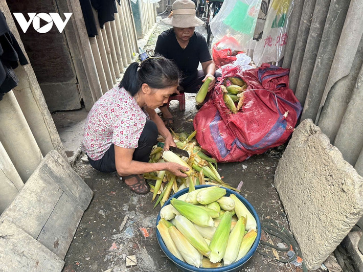 Thiệt hại sau lũ là mất mát lớn đối với những người dân sống tại khu vực ven sông Hồng, đặc biệt là những nơi trũng, thấp.