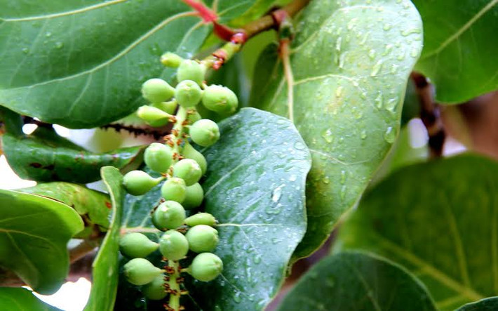Những chùm quả tra mọng nước khi gặp mưa rào.