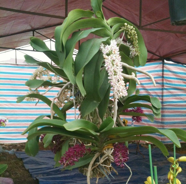 Chùm Đai Châu 6 triệu đồng này đang chờ "đại gia" đến đưa đi.