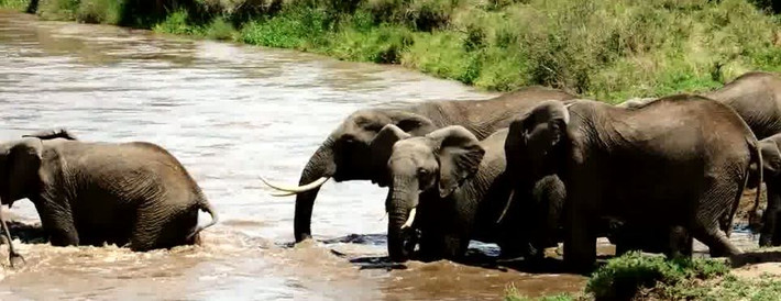 Đàn voi bắt đầu đi qua dòng nước chảy xiết dưới sông Ewaso Nyiro ở Kenya...