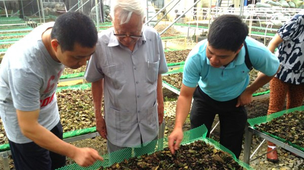 Nguyên Phó Thủ tướng Nguyễn Công Tạn (ở giữa) tại vườn ươm Thạch hộc tía ở Lâm Đồng.