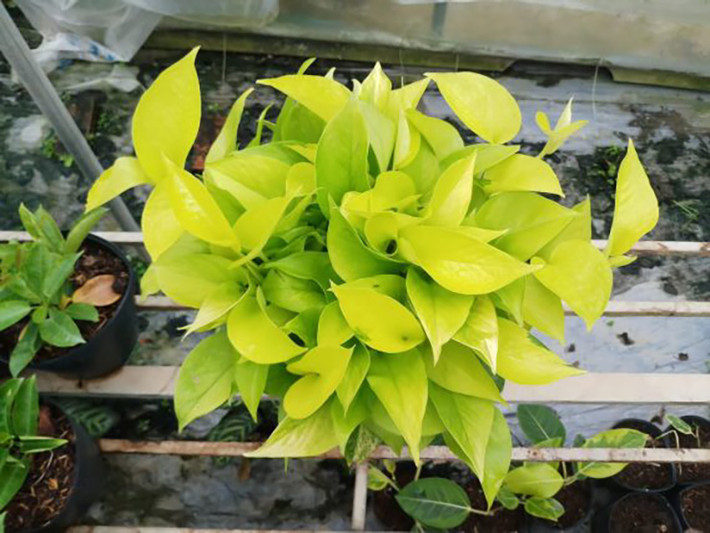 Theo khảo sát, chậu cây trầu bà vàng có giá từ 50.000 đồng. Với những cây đẹp, kích thước lớn hơn thì có thể lên tới vài trăm nghìn đồng