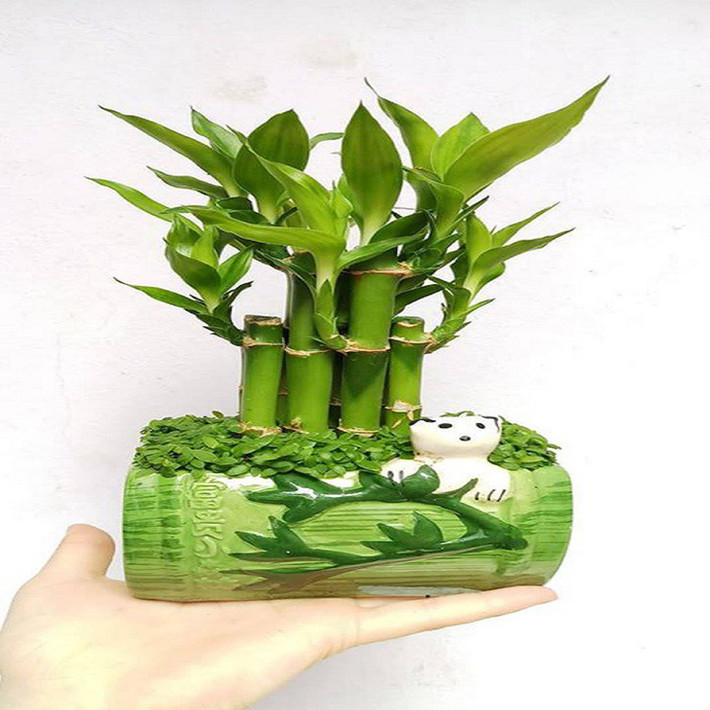 Loài cây này tượng trưng cho sự giàu có, dồi dào và phát triển mạnh mẽ.