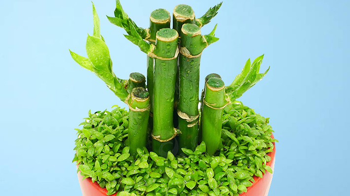 Cây trúc phát tài thuộc họ cây huyết dụ, được coi là loài cây cảnh mang lại điềm lành cho gia chủ.