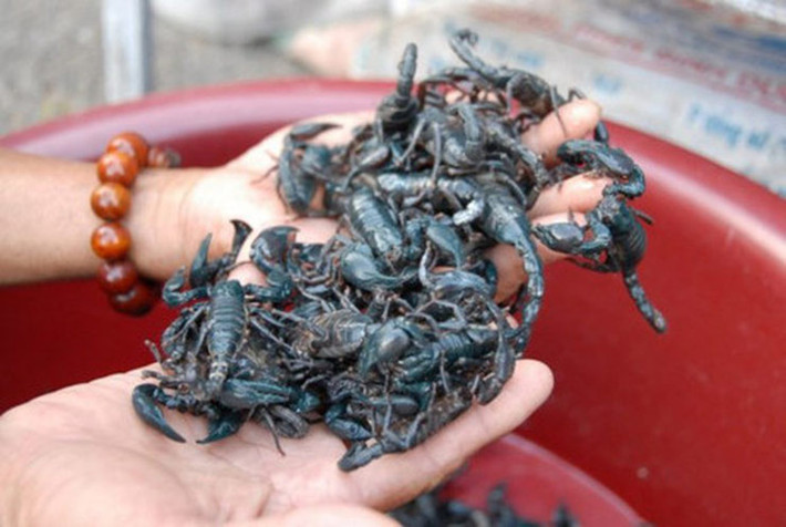 Bọ cạp là động vật chân đốt, có tám chân, 2 càng và một đuôi mang nọc độc