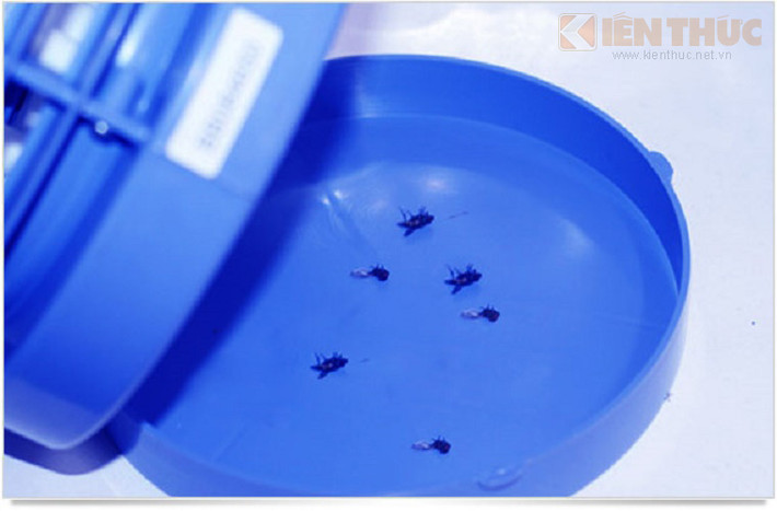 Đặc biệt chú ý không dùng đèn ở những nơi có bột hóa chất hoặc đồ dùng dễ gây cháy (kho thóc, chuồng chăn nuôi), ngắt các nguồn sáng khác để thu hút muỗi được nhiều hơn.