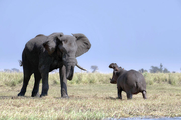 Hà mã lên bờ xua đuổi voi để bảo vệ lãnh thổ của nó ở sông Chobe, Botswana.