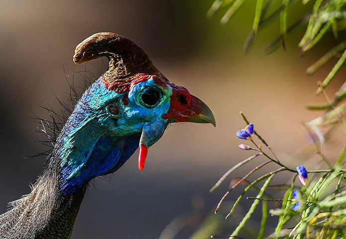 Một con gà Nhật đi trong vườn bách thảo quốc gia Kirstenbosch ở Cape Town, Nam Phi.