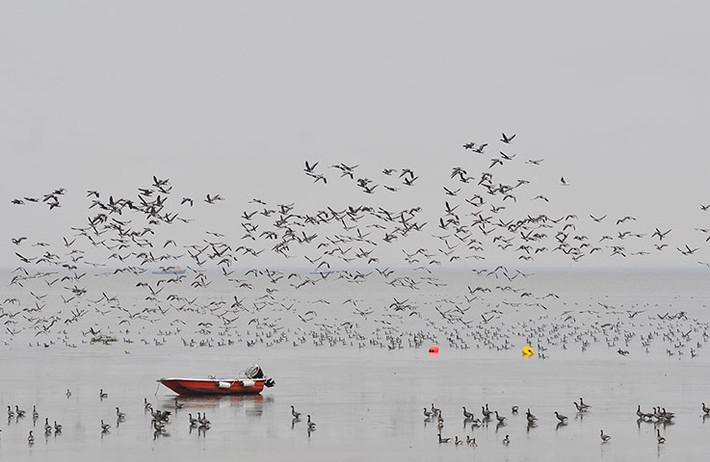 Hàng nghìn con ngỗng tập trung tại cửa sông Thames đổ ra biển ở Leigh on Sea, Anh.