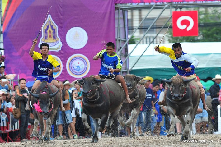 Người điều khiển và trâu về nhất trong cuộc đua sẽ nhận được nhiều phần thưởng có giá trị.