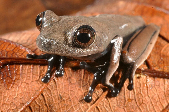Loài ếch cacao (Hypsiboas sp.) được phát hiện tại Suriname, Nam Phi.