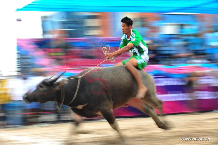 Một con trâu đang băng băng về đích.