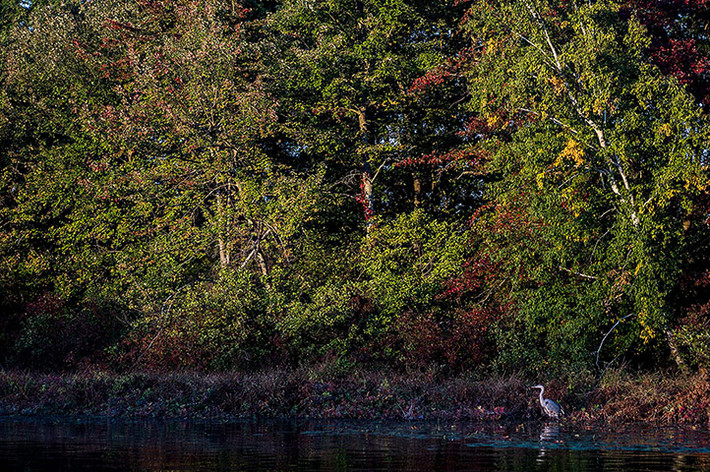 Một con diệc xanh (Ardea herodias) săn cá dưới hồ Congamond ở Suffield Connecticut, Mỹ.