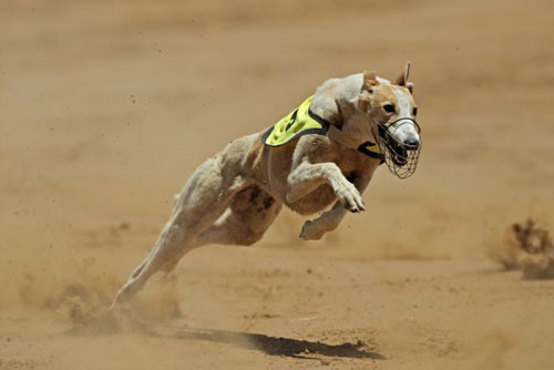 8. Chó Greyhound (tốc độ tối đa: 70 km/h).