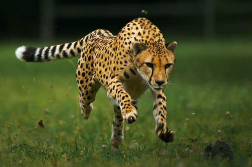 1. Báo săn Cheetah (tốc độ tối đa: 112,7-120,7 km/h).