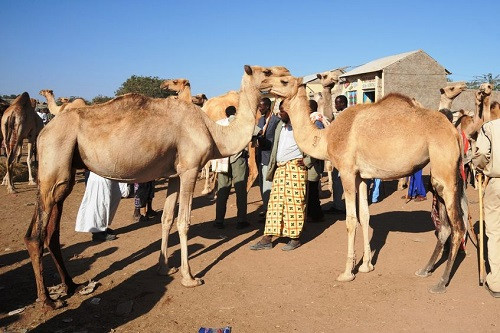 7. Mogadishu, Somali: Thành phố Mogadishu gặp phải vấn đề với các phần tử phiến quân Shabaab, khiến đây là khu vực không an toàn cho người dân cũng như du khách.