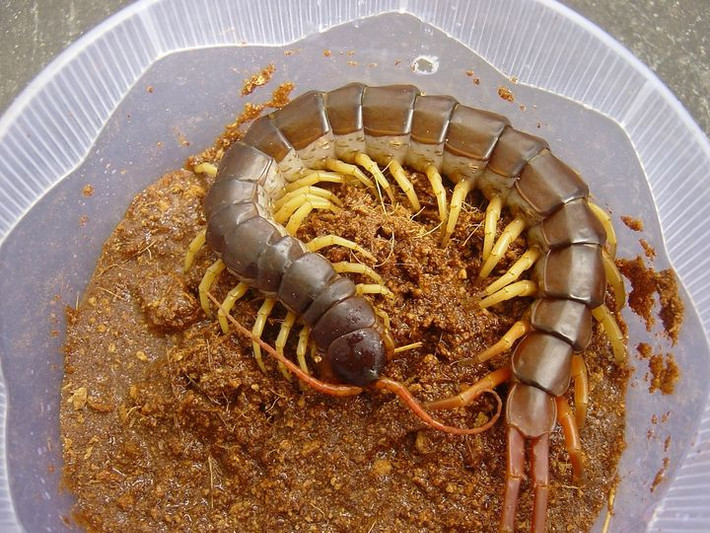 Rết rừng hình thù đáng sợ cũng được chọn mua làm cảnh. Con rết này được rao bán với giá 80.000 đồng. Nhiều loại rết khác, giá trung bình chỉ 20 - 30.000 đồng/con.