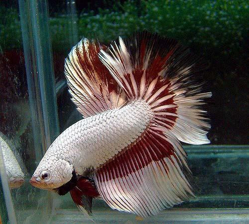 Betta rồng không chỉ "hút" dân chơi Việt mà còn được dân chơi cá cảnh trên toàn cầu ưa chuộng. Đây là loài cá không có nguồn gốc tự nhiên bởi được lai tạo từ nhiều loài cá khác nhau. Điểm dễ nhận thấy ở betta rồng là bộ vẩy lấp lánh và những chiếc vây xòe rộng, rực rỡ sắc màu.