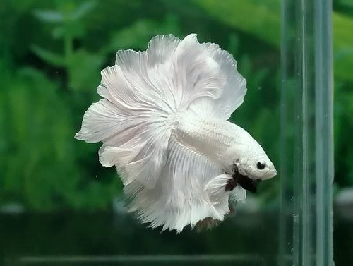 Để tạo ra những betta rồng đẹp thì người chơi cũng phải bỏ thời gian, công sức chăm sóc thật công phu. Trước tiên, người chơi phải có kiến thức cơ bản trong lai tạo giống, nắm được thời gian sinh sản của cá, tránh ép sớm quá trứng cá sẽ non và cá con sinh ra sẽ yếu.