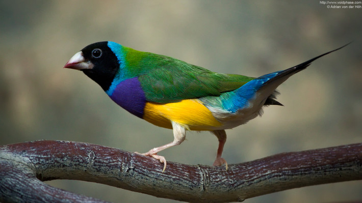 Tên của loại chim 7 màu này là Lady Gould. Ông John Gould là người đầu tiên phát hiện ra loài chim xinh đẹp này và đã đặt tên chúng theo tên người vợ của ông.