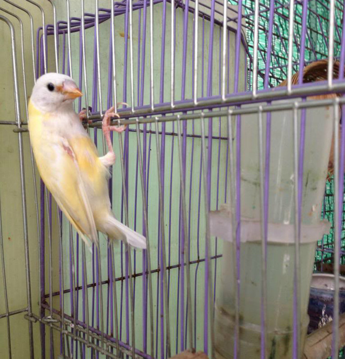 Chim 7 màu tơ có bộ lông màu xanh lá nhạt, còn chim trưởng thành thì bộ lông có nhiều màu sắc khác nhau sau từ 8 tháng đến 1 năm.