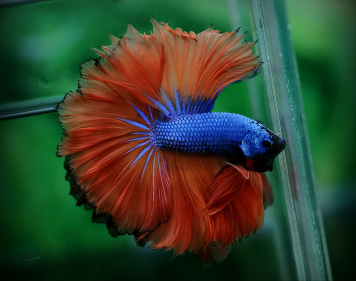 Nuôi cá betta rồng khoảng 2 tháng sẽ phân biệt được con đực và con cái (hay còn gọi là cá trống và cá mái). Còn nuôi khoảng 3 tháng thì sẽ biết là cá có đẹp hay không.