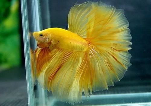 Tuổi thọ trung bình của loài cá khoảng 2 -3 năm nhưng trong năm đầu tiên là cá cho màu sắc rực rỡ nhất.