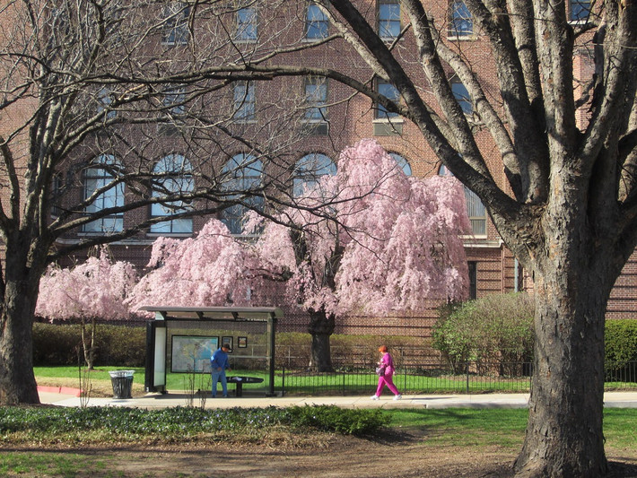 Gần lối vào trên phố 33 của bệnh viện Union Memorial, Baltimore, Maryland, Mỹ, bạn sẽ thấy một cây anh đào cành buông giống Nhật (Prunus pendula). Đây là loài hoa biểu tượng cho vẻ đẹp, sự tái sinh và vĩnh hằng. Điều đặc biệt là cây được tặng cho bệnh viện bởi trùm mafia và gangster khét tiếng của nước Mỹ - Al Capone. Ảnh: Tesera/Flickr.