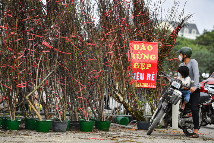 Cách đó không xa là dãy các cành đào rừng xếp thành hàng của anh Hải. Đào của anh cũng được vận chuyển từ Mộc Châu (Sơn La) về Hà Nội.