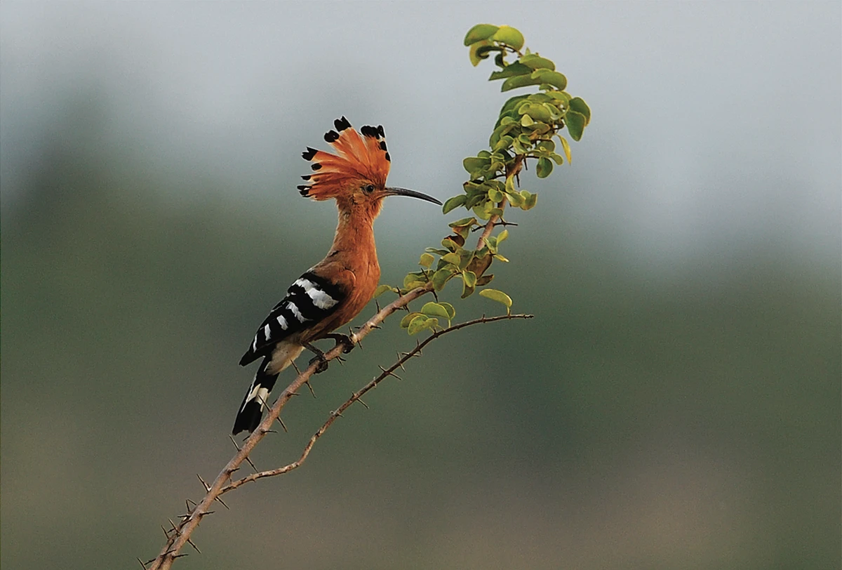 Sửng sốt 10 loài chim đẹp, quý và lạ bậc nhất Việt Nam